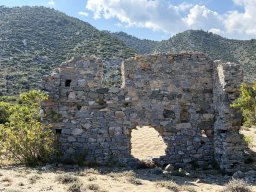202605-l-Anemurium